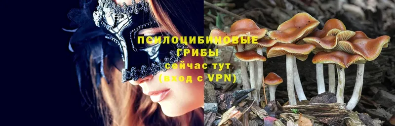 Псилоцибиновые грибы MAGIC MUSHROOMS  дарк нет Telegram  Починок 